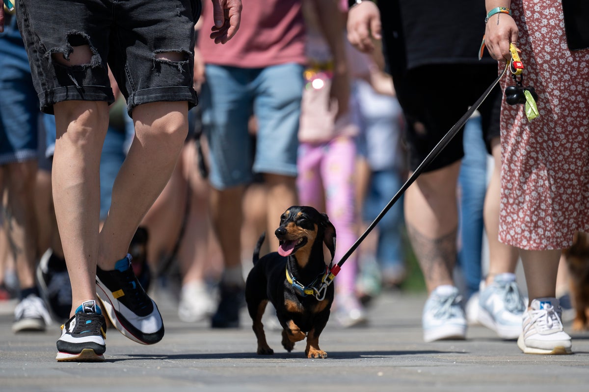 Wiener wonderland: hundreds of dachshunds chase record in Hungary