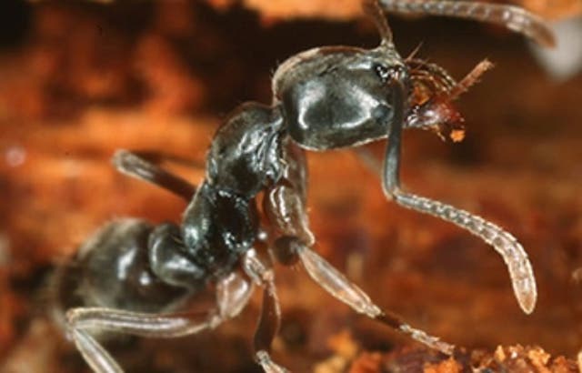 <p>Las hormigas asiáticas de aguijón están apareciendo este verano en todo el este de EE. UU. Pueden provocar reacciones alérgicas potencialmente mortales.</p>