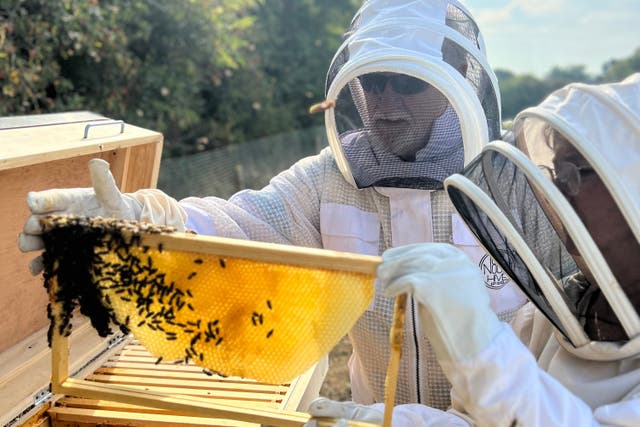 There are beekeepers who offer beekeeping experiences (Mark Meadows/PA)