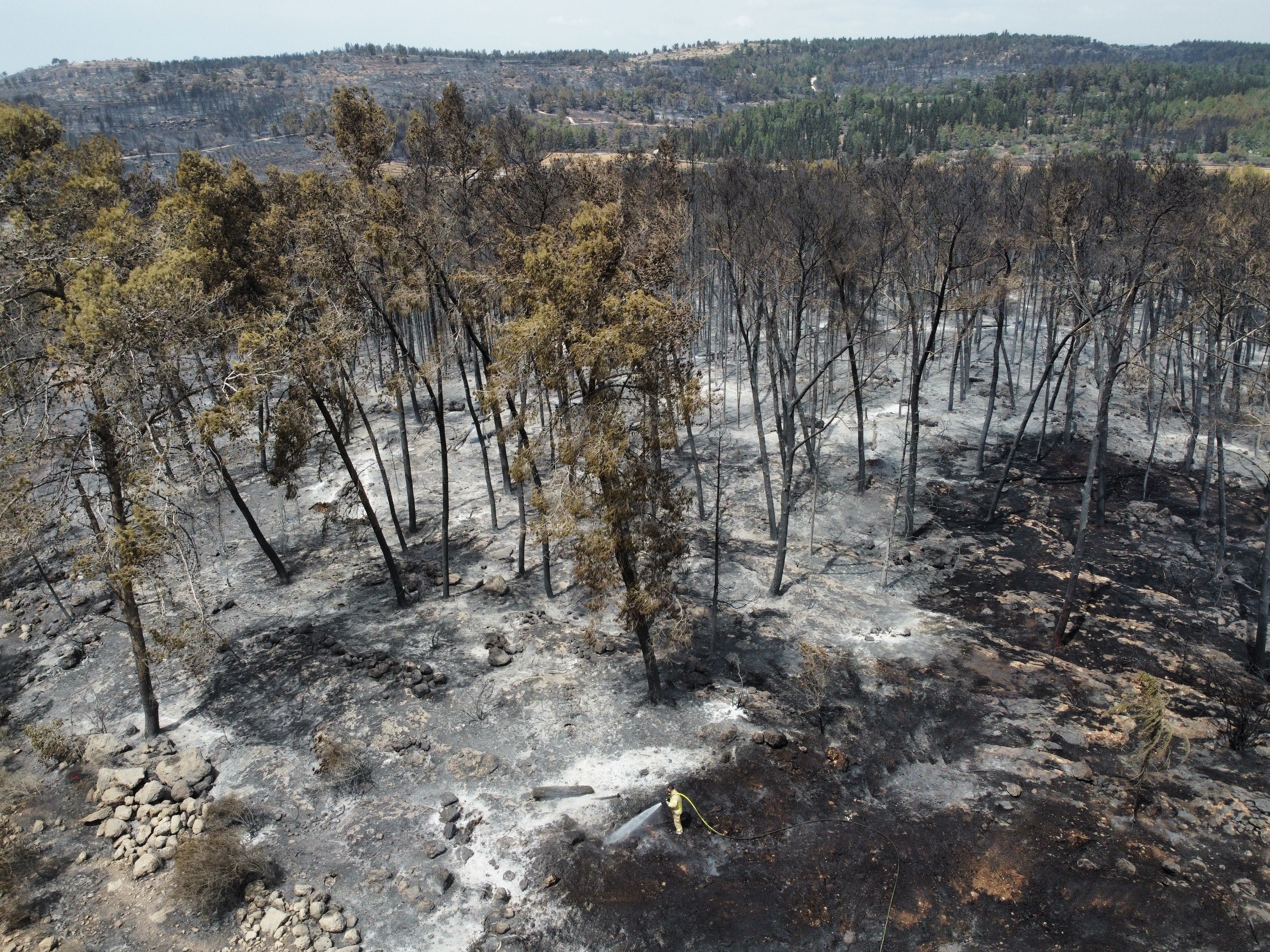 The fires have burnt thousands of hectares