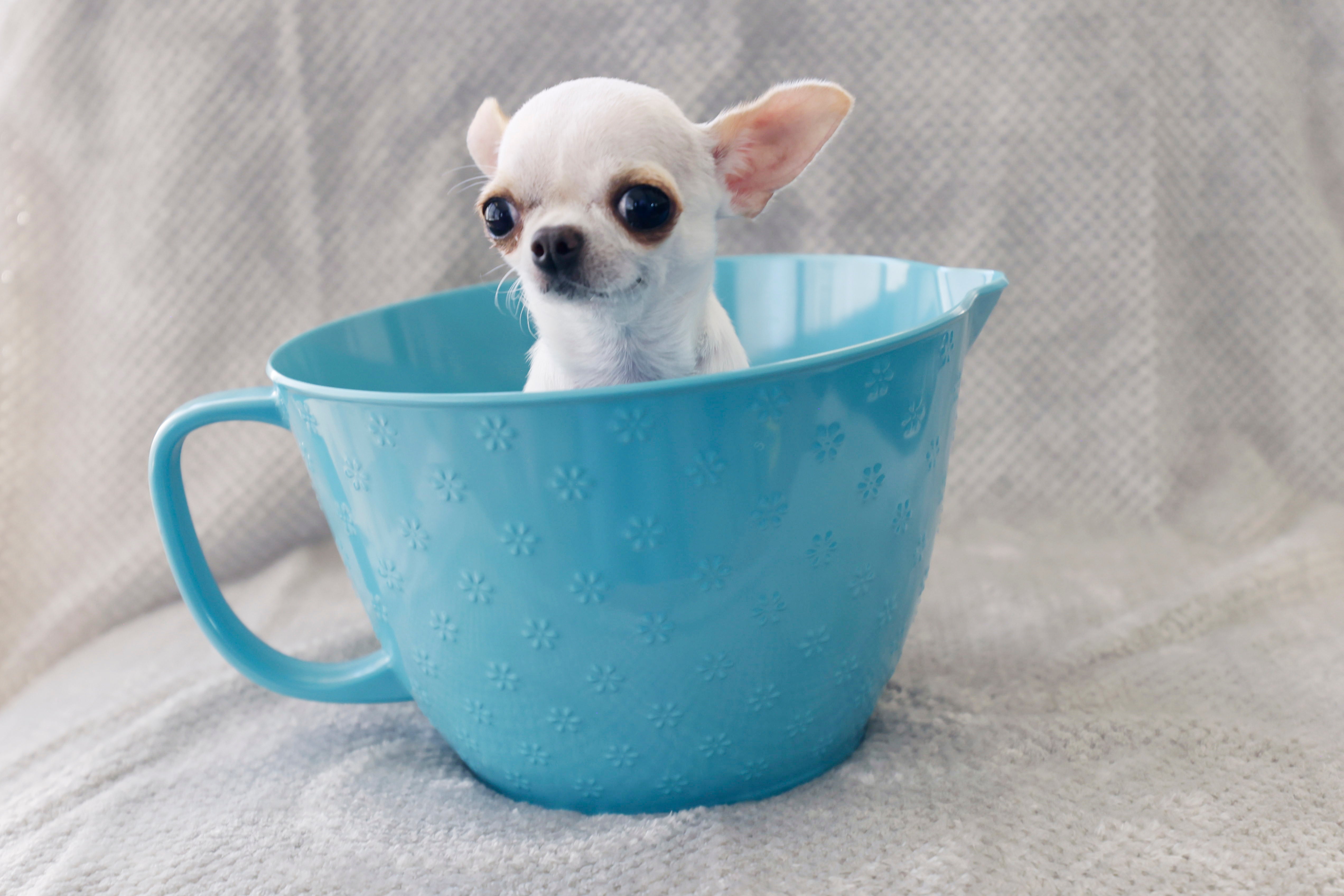 Tallest-Shortest Dogs-Playdate