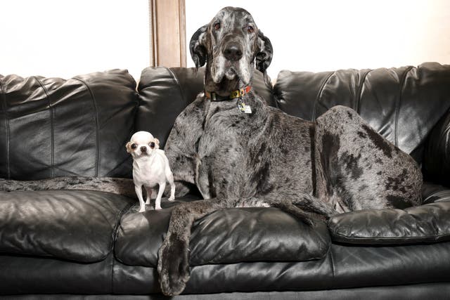 Tallest-Shortest Dogs-Playdate