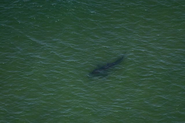 <p>File. A great white shark swims off Massachusetts coast in the US </p>