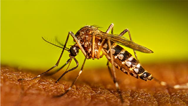 <p>Killer bite? A mosquito on a human arm</p>