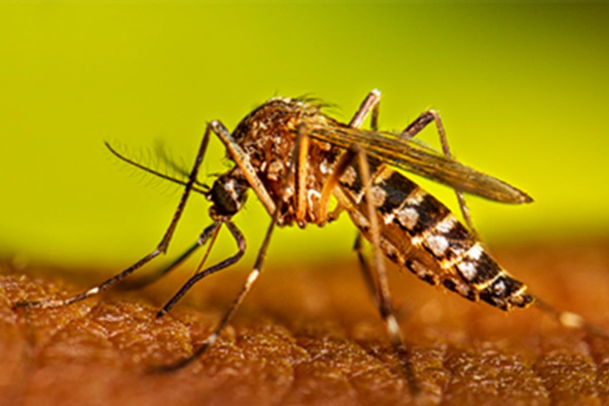 Hope for developing world as Swiss anti-malarial for newborns approved