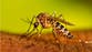 Ethical questions swarm scientists after discovery that could wipe out pesky mosquitoes