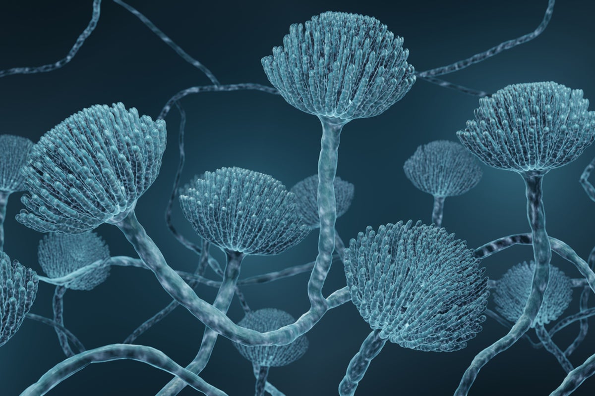 Killer fungus could spread through parts of Europe due to climate change