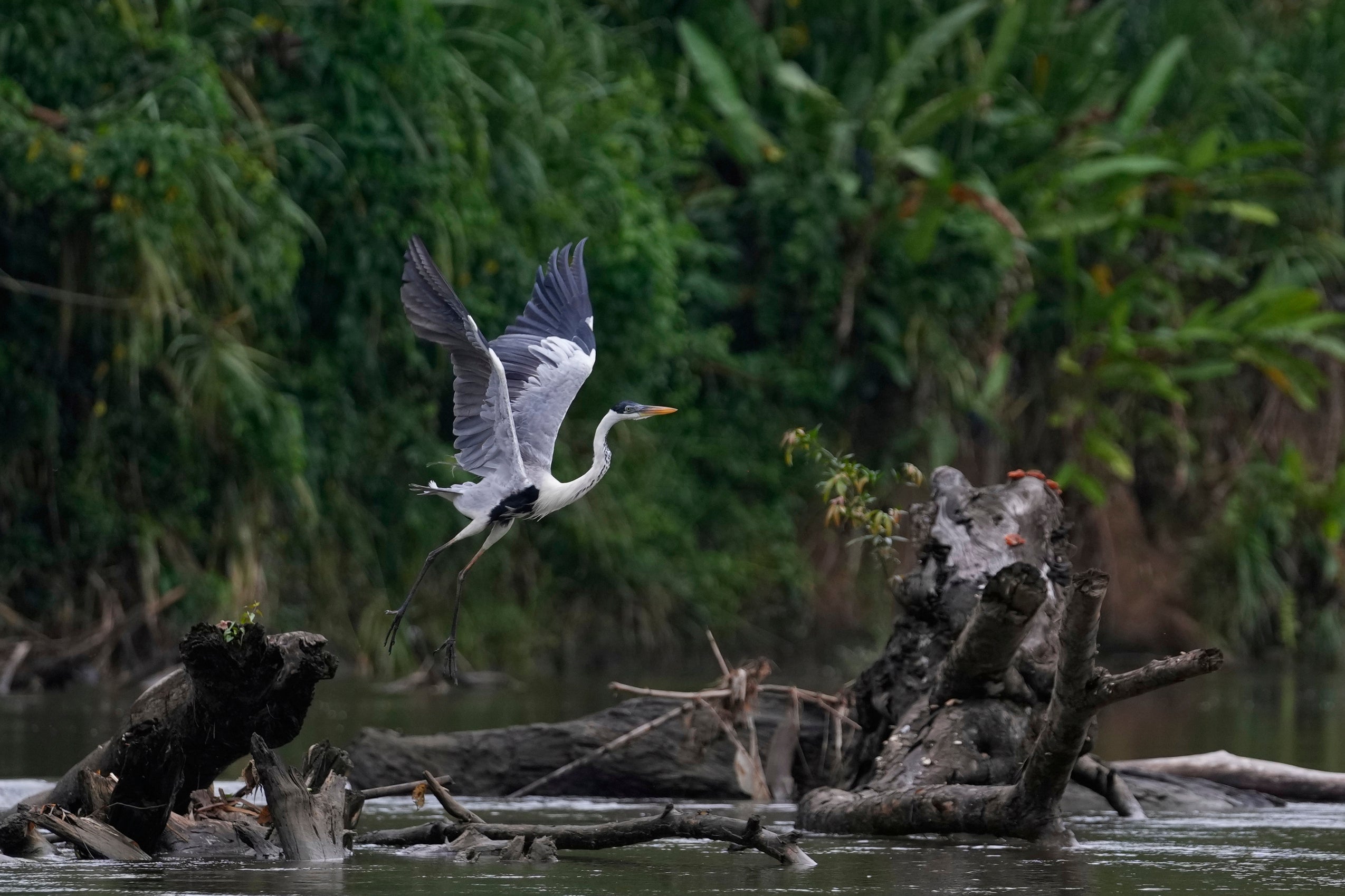 Panama Migration Environmental Impact