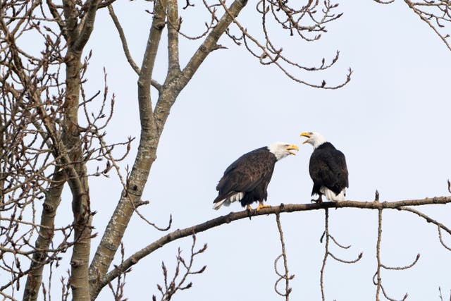 EEUU-ESPECIES EN PELIGRO