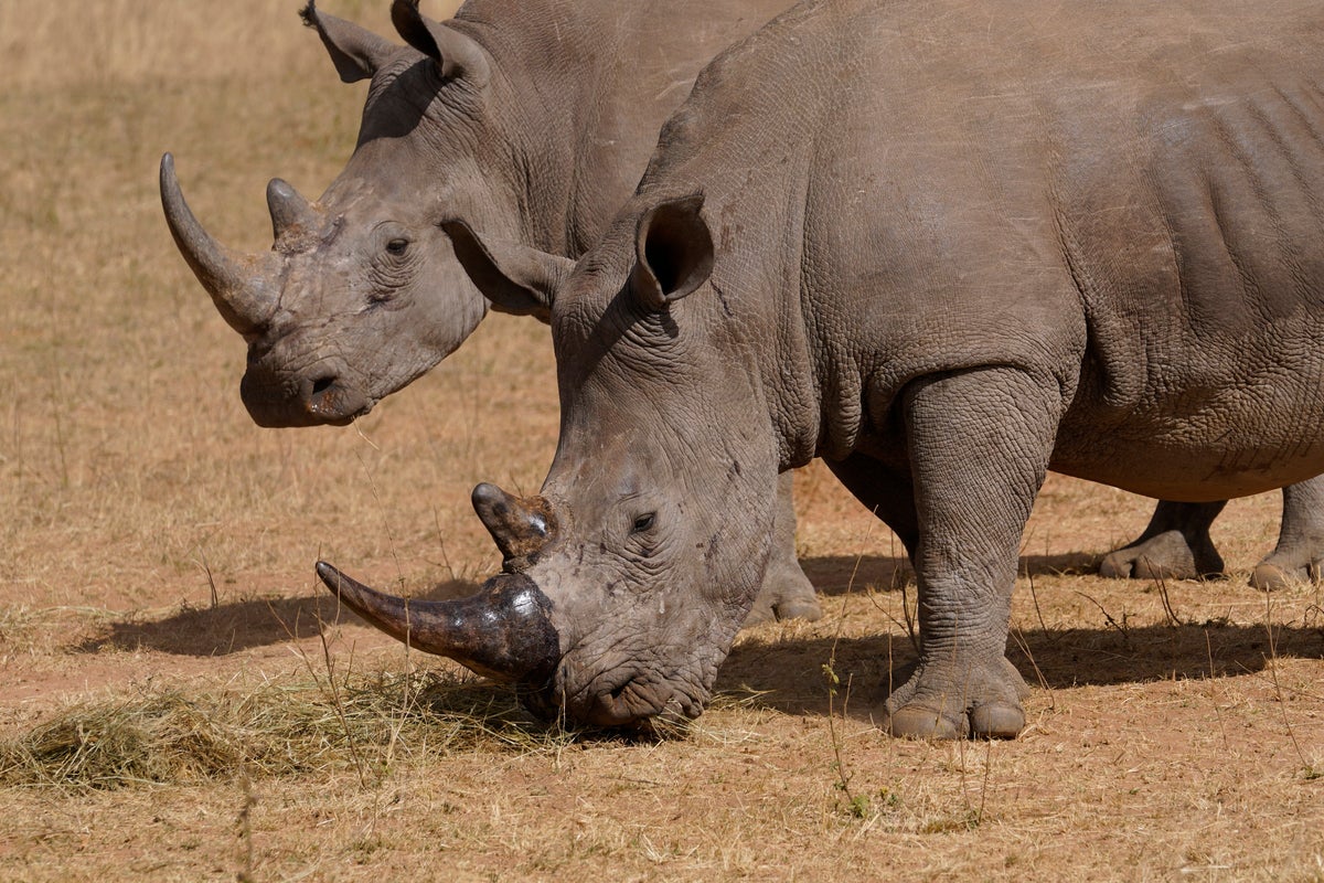 Over 100 Rhinos Killed in South Africa's National Parks in Q1 2025