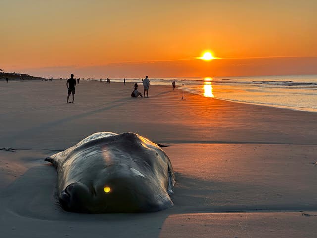 Beached Whale