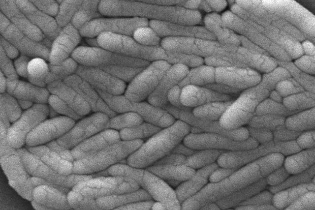 Salmonella Backyard Poultry