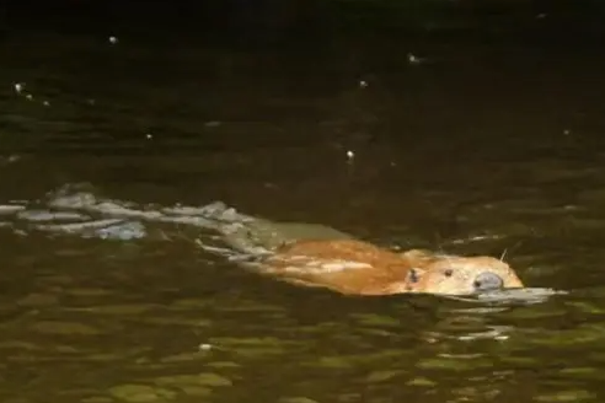 Very chill' wild beaver filmed on UK river after return of species after 400 years