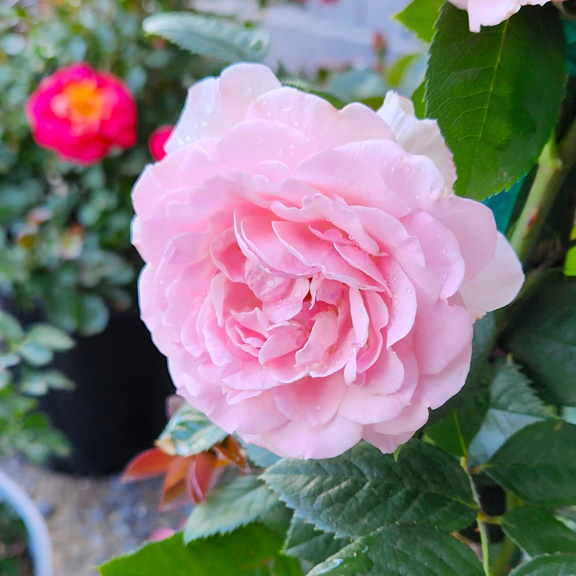 Gardening-Mother's Day Roses