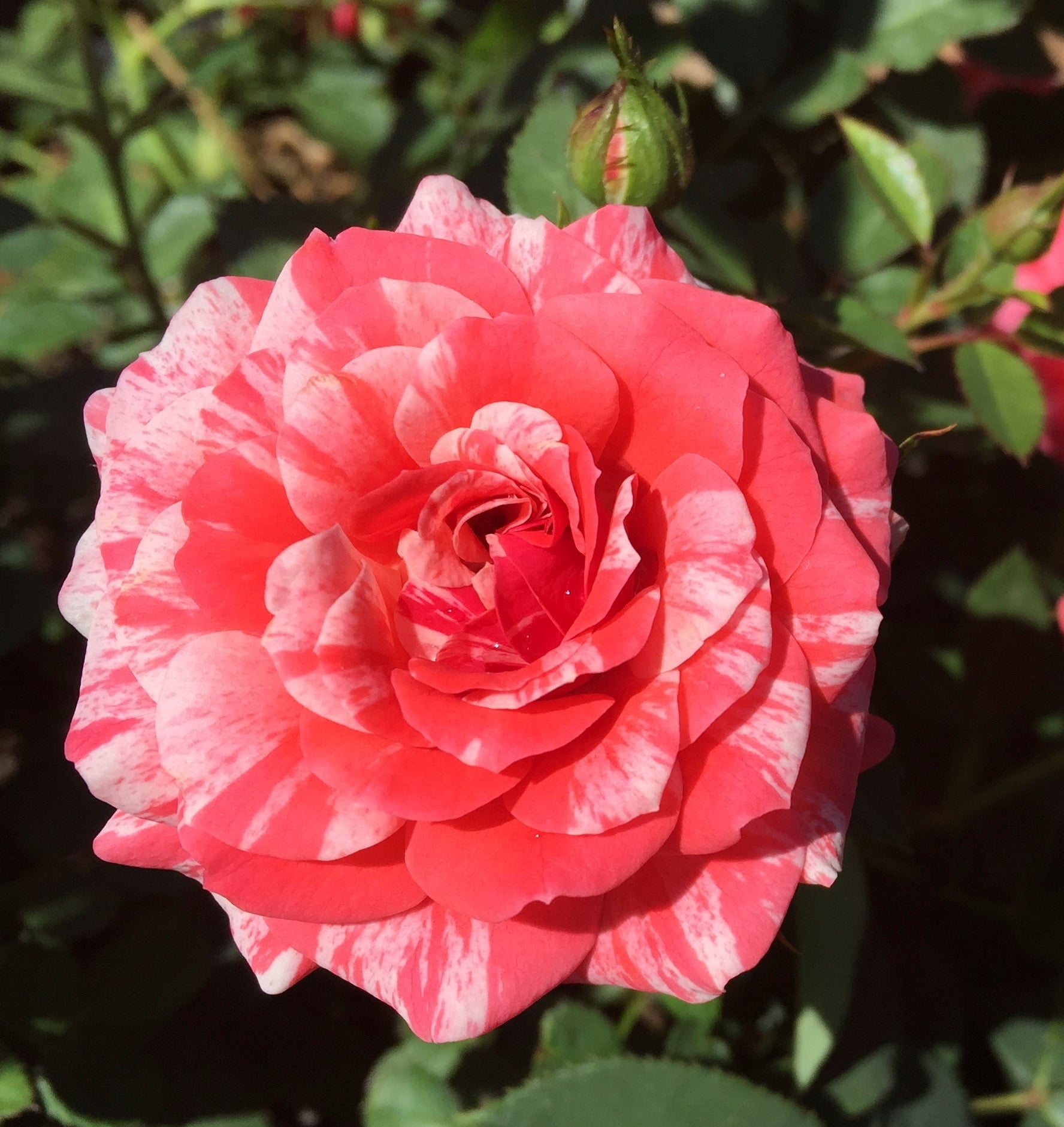 Gardening-Mother's Day Roses