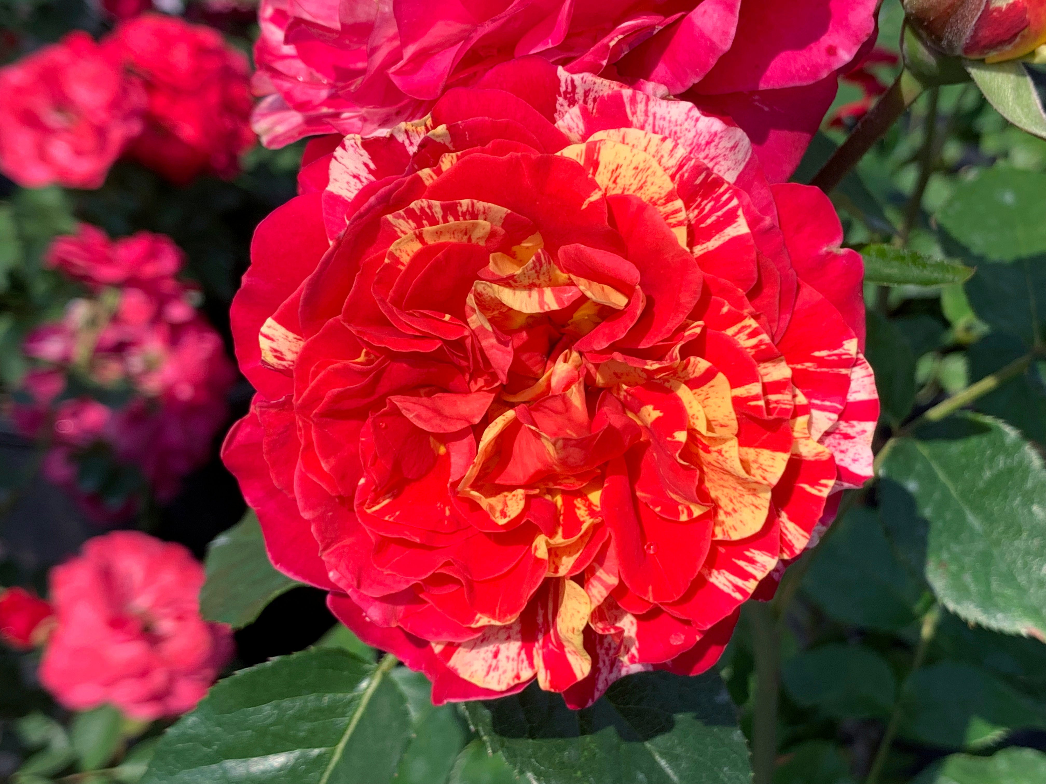 Gardening-Mother's Day Roses