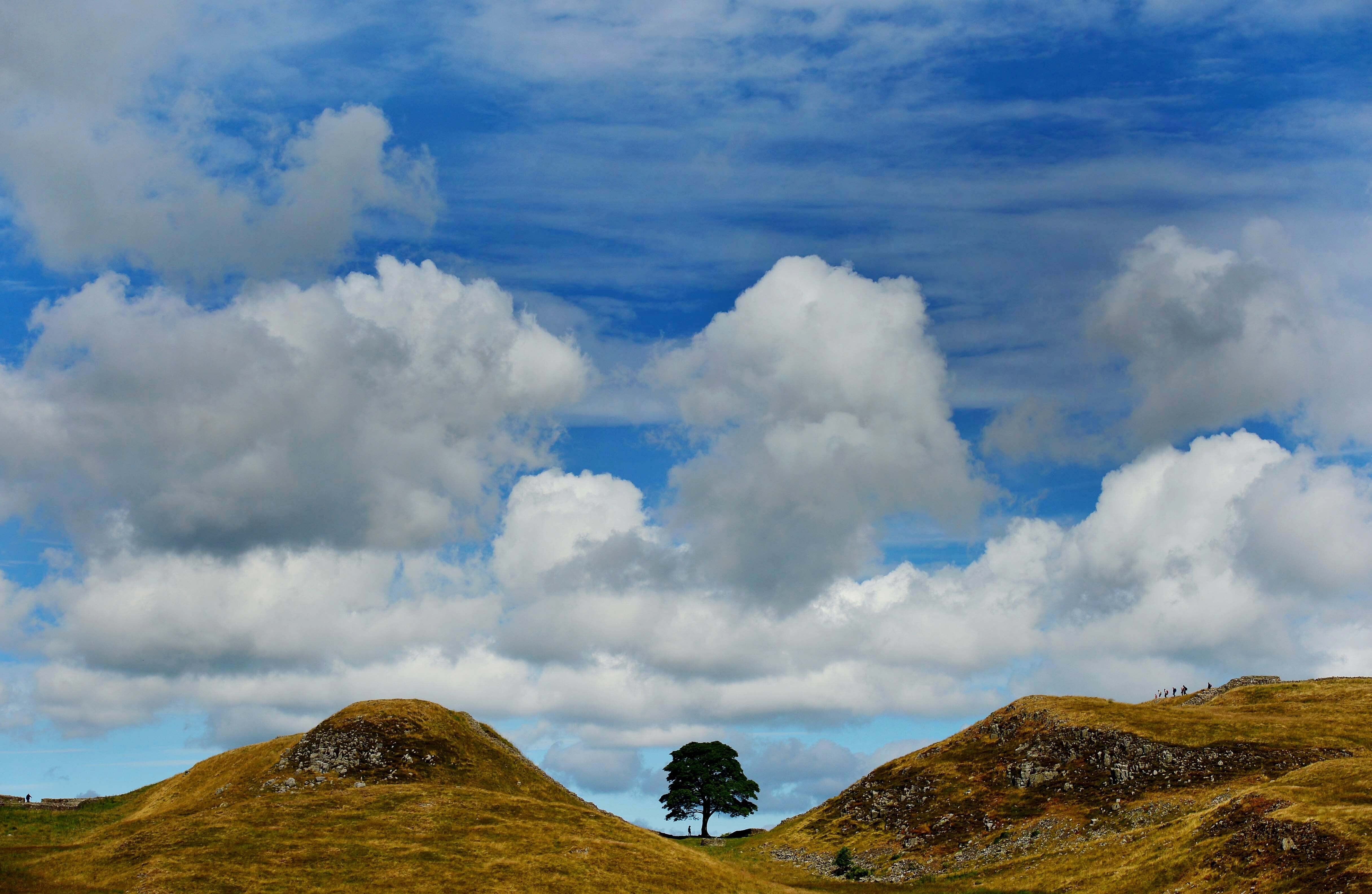 Sycamore Gap tree was located in a sloping dip of Hadrian’s Wall (PA)