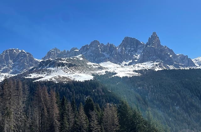 <p>The trees communicate with each other during a solar eclipse. Researchers say they tracked the reaction in the forest of Italy</p>