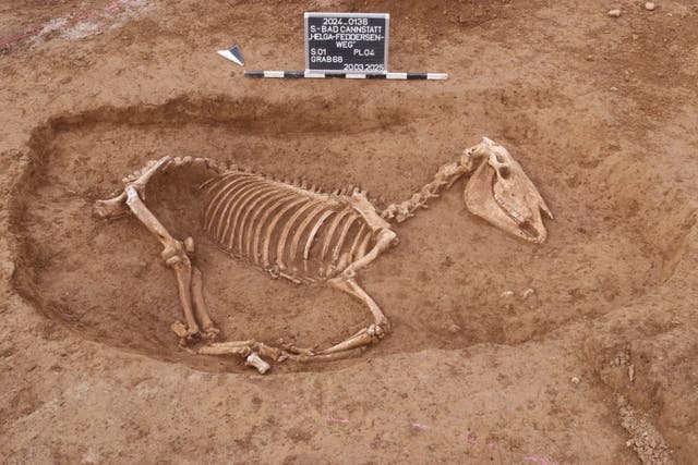 <p>Horse skeleton unearthed at Roman-era cemetery in Stuttgart</p>