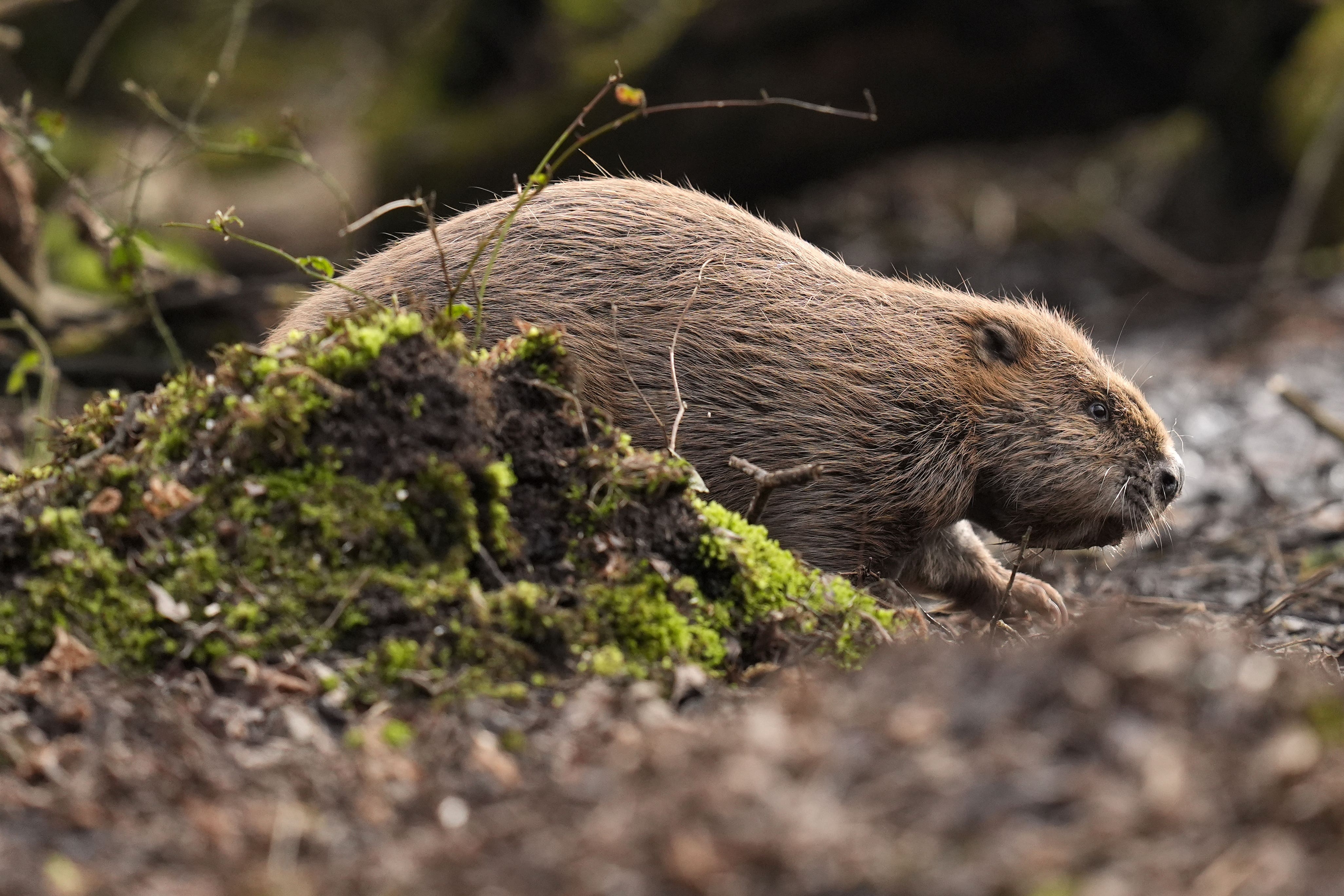 Reintroducing beavers, elk and bison can make a vital contribution, rewilding experts say