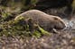 Activists illegally releasing beavers into wild say they are doing ‘God’s work’