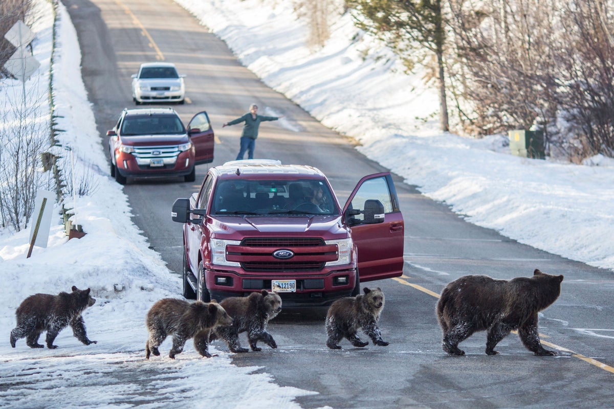 Member of beloved grizzly bear family hit and killed in Wyoming's Grand Teton National Park
