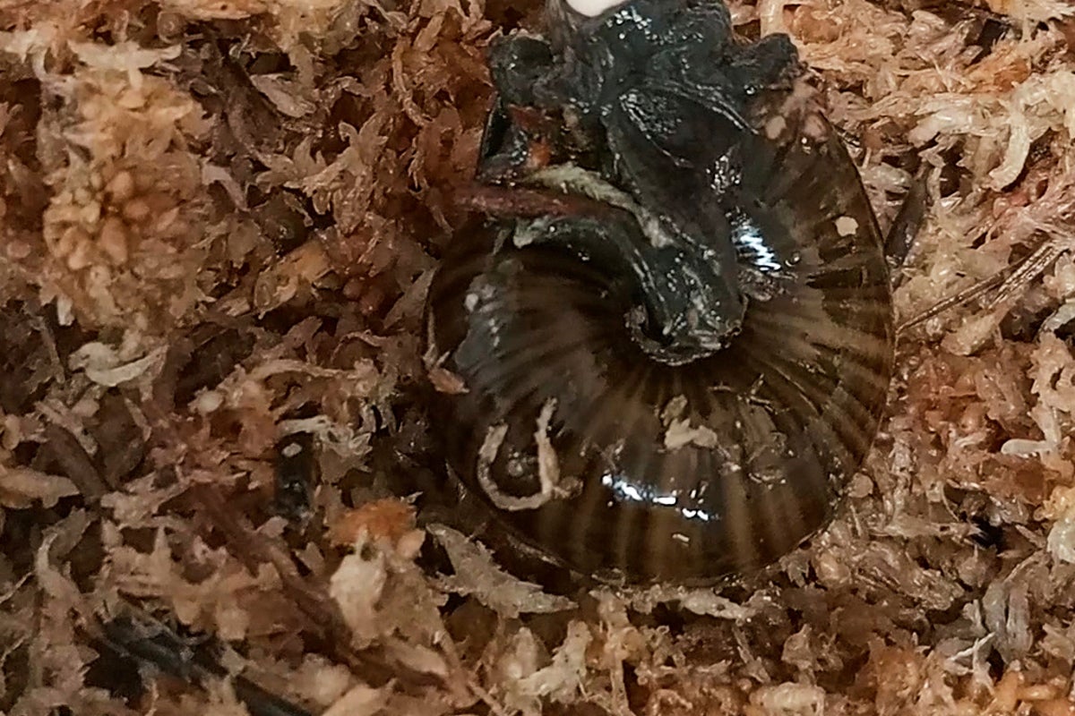 A rare New Zealand snail is filmed for the first time laying an egg from its neck