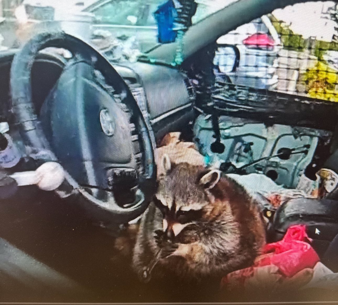 The wayward racoon was seen 'playing' with the meth pipe during the traffic stop in Ohio