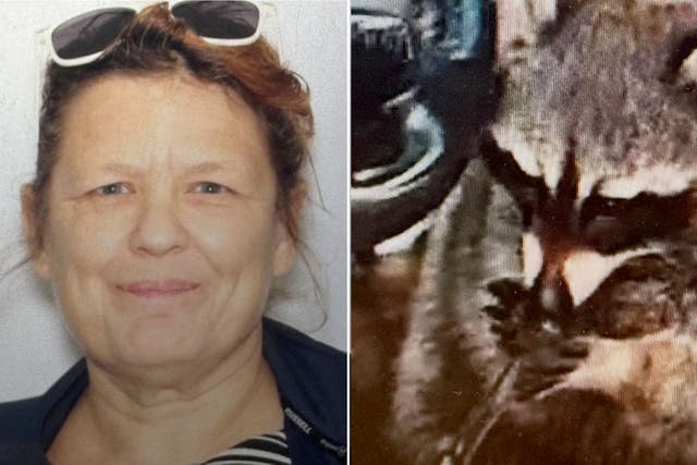 <p>Victoria Vidal, 55, (left) was charged with a string of drug offences during a traffic stop where the racoon (right) was found </p>