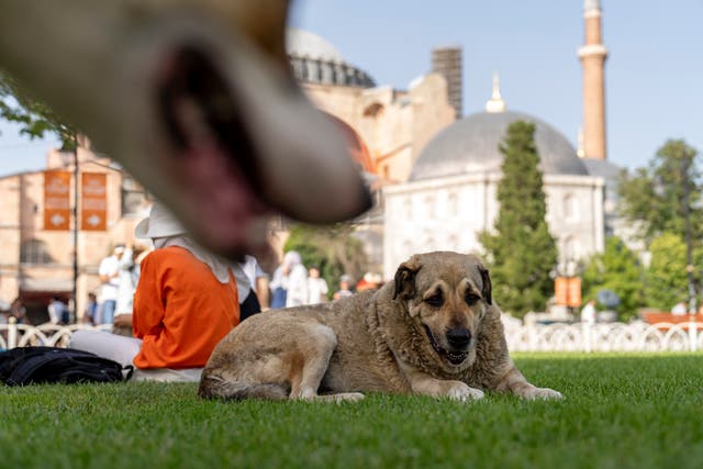 <p>A stray dog rests outside Byzantine-era Hagia Sophia mosque in Istanbul</p>