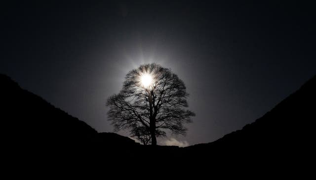 <p>The defendants are jointly charged with causing criminal damage worth £622,191 to the much-photographed Northumberland tree (Owen Humphreys/PA)</p>