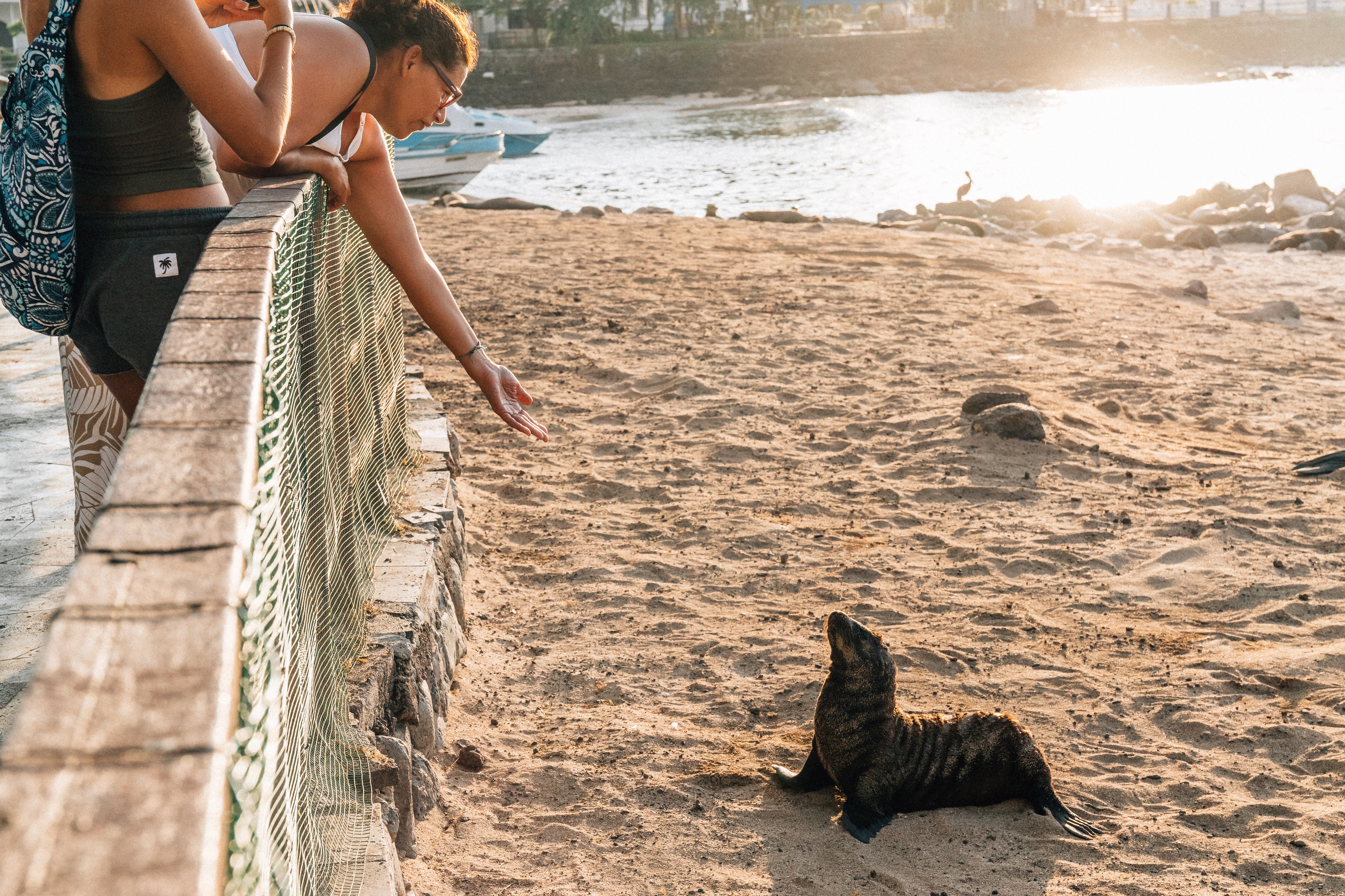 Tourists reach out to a Galapagos sea lion