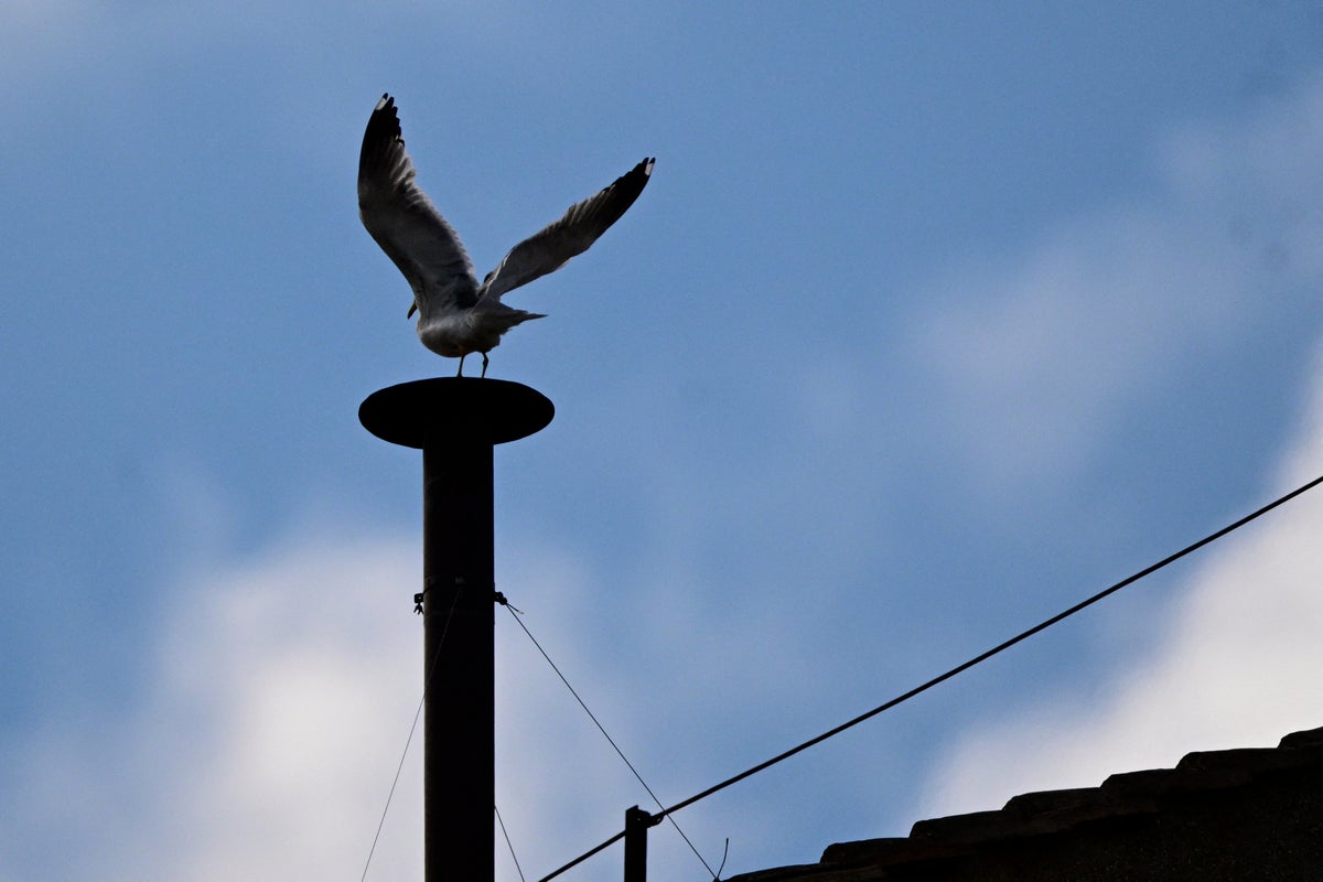 Watch: Smoke signal shows whether new Pope has been chosen