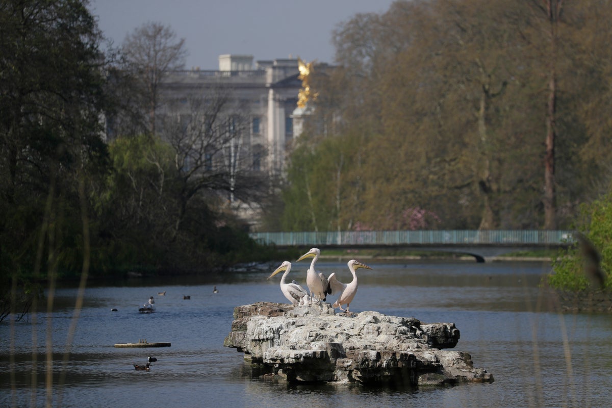 Giant lily pads and a bronze tree are among designs for Queen Elizabeth II's memorial