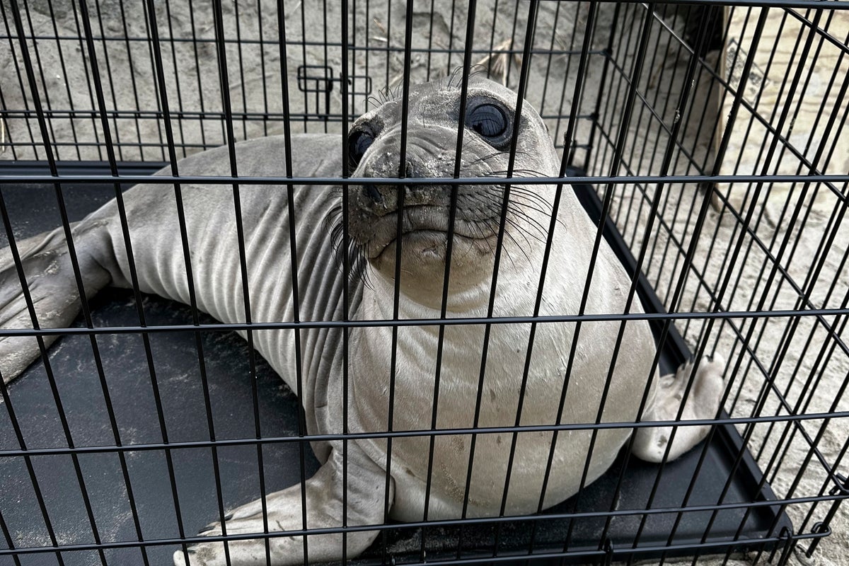 Baby seal stabbed on Oregon coast prompts search for suspect