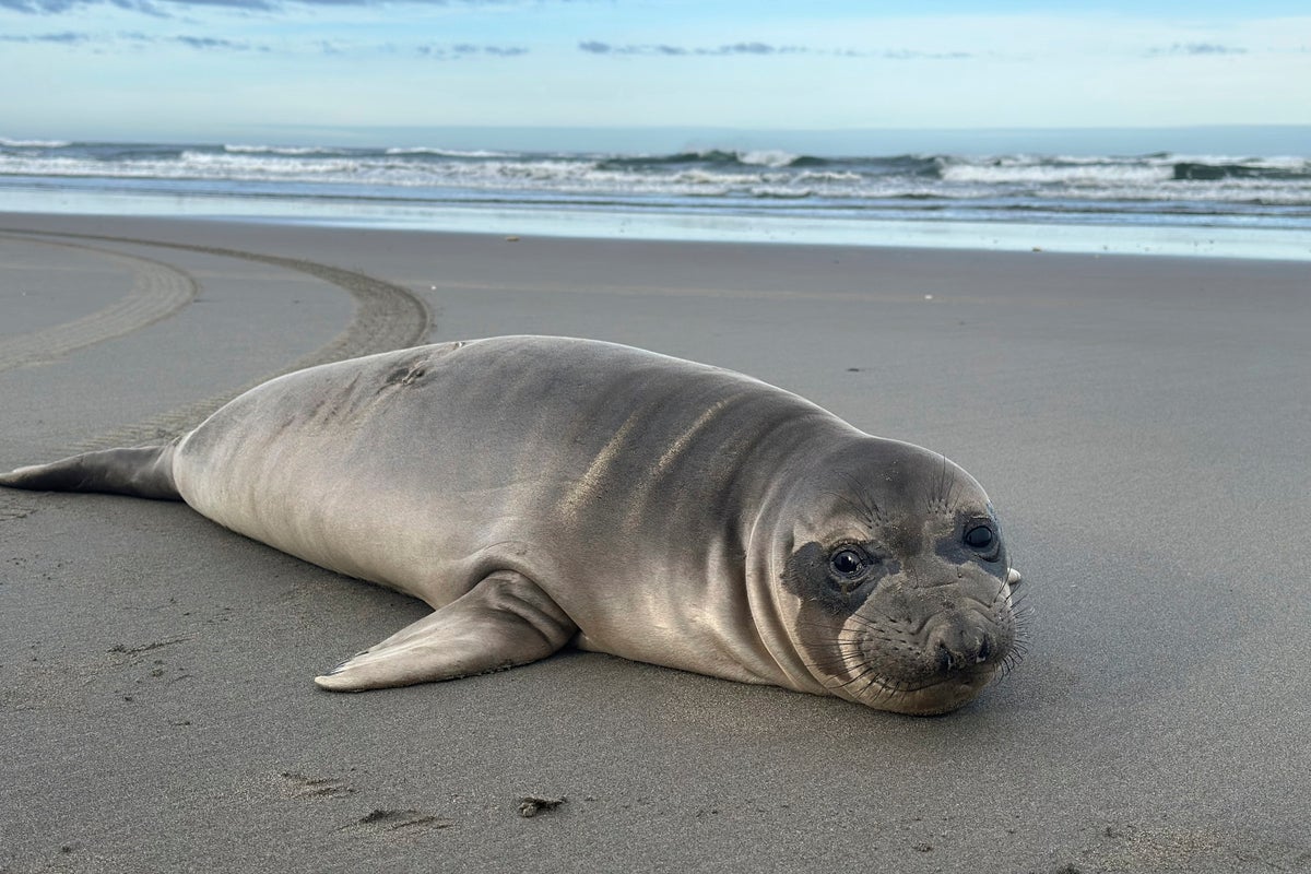 Manhunt after baby seal stabbed multiple times on US beach