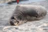 Buscan a persona que apuñaló a foca bebé en playa de Oregon