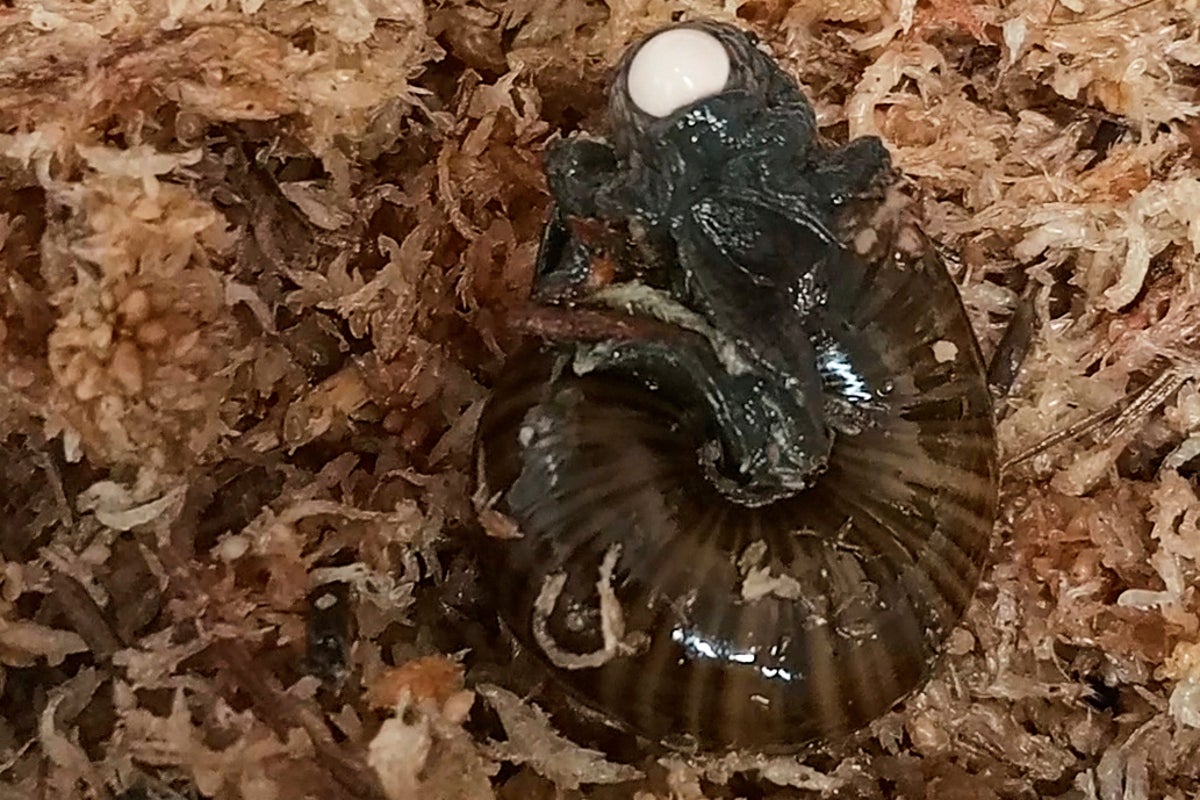 Mystery solved as huge carnivorous snail filmed laying an egg from its neck