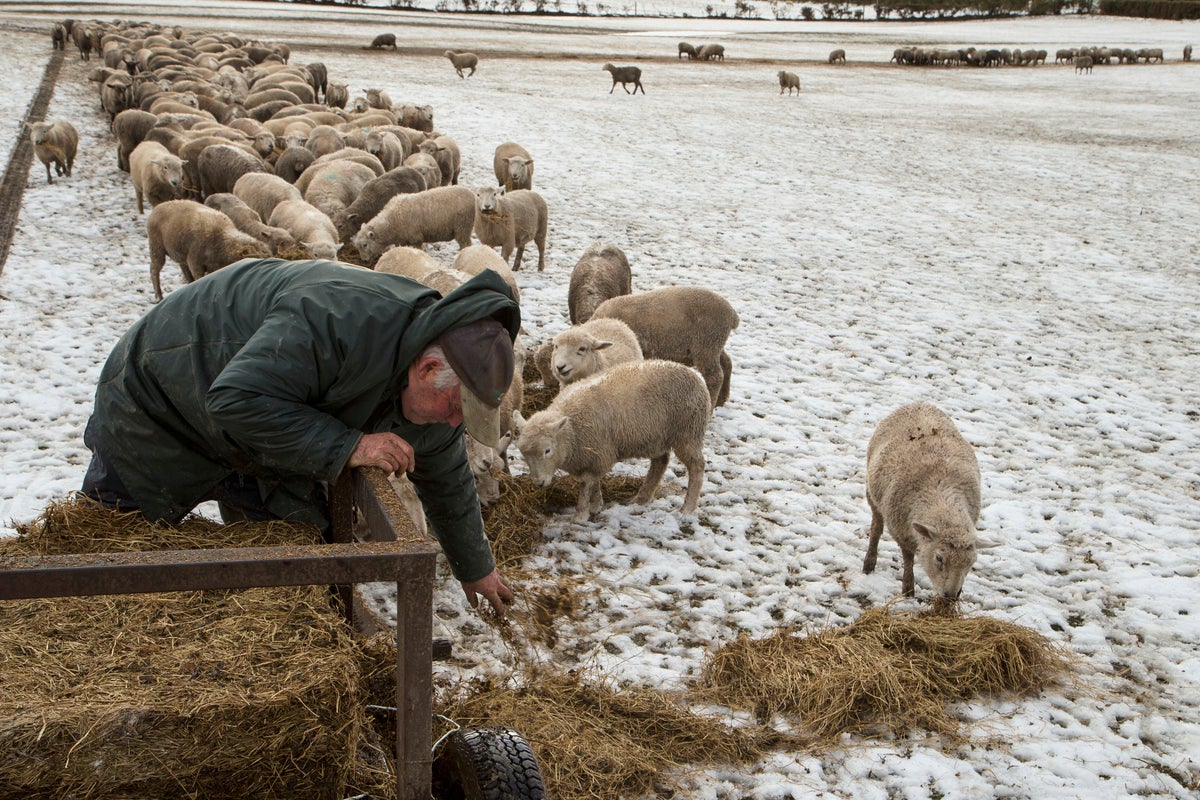 Yes, New Zealand still has more sheep than people. But humans are catching up