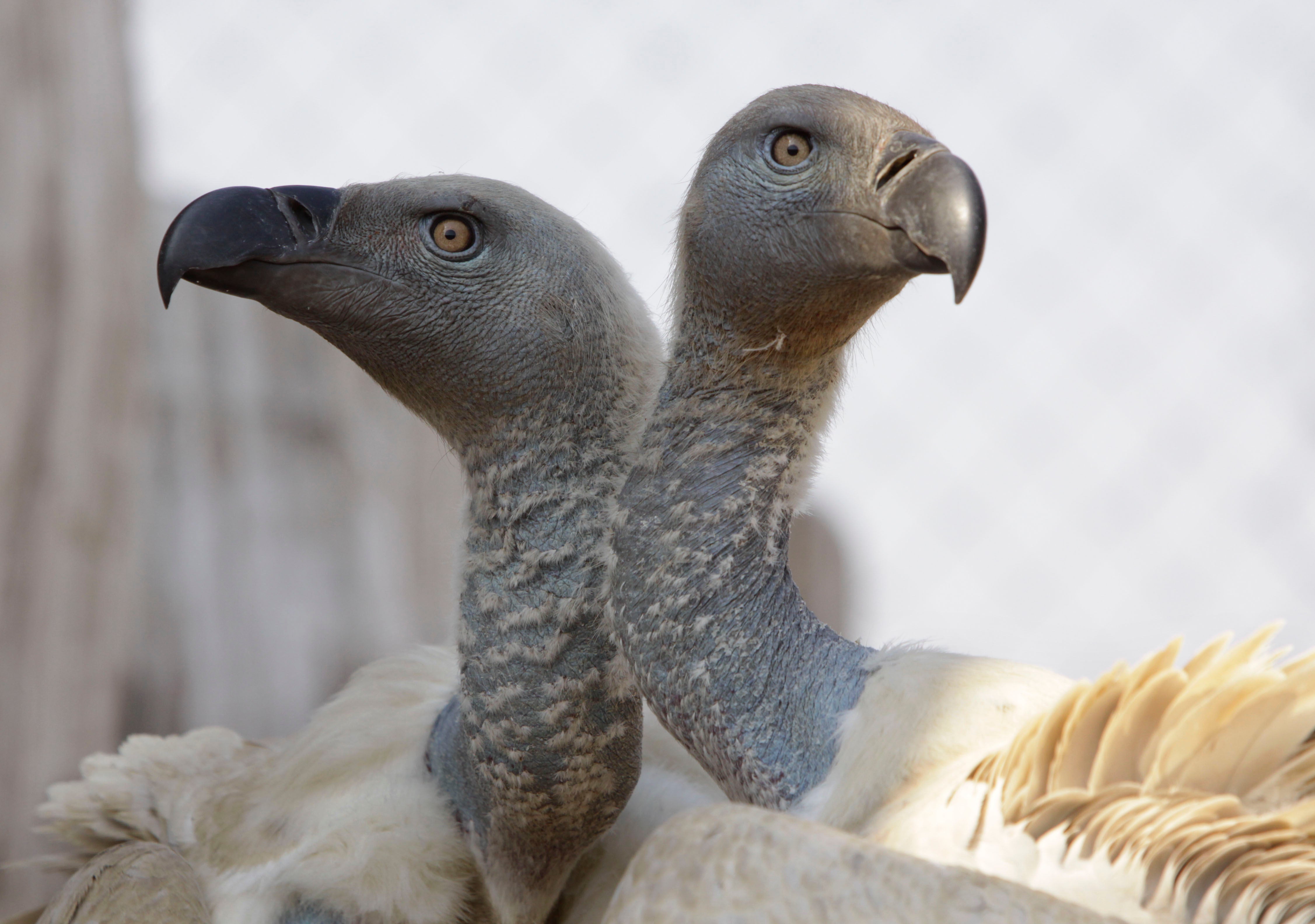 A pair of Cape vultures is seen in their enclosure at the Vulture Programme at Boekenhoutkloof near Hartbeespoort Dam, South Africa, Wednesday, Sept. 22, 2011. (AP Photo/Denis Farrell, File)
