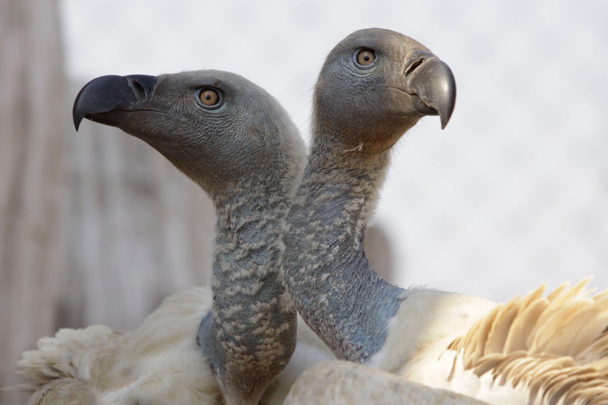 More than 100 vultures dead after eating poison in national park