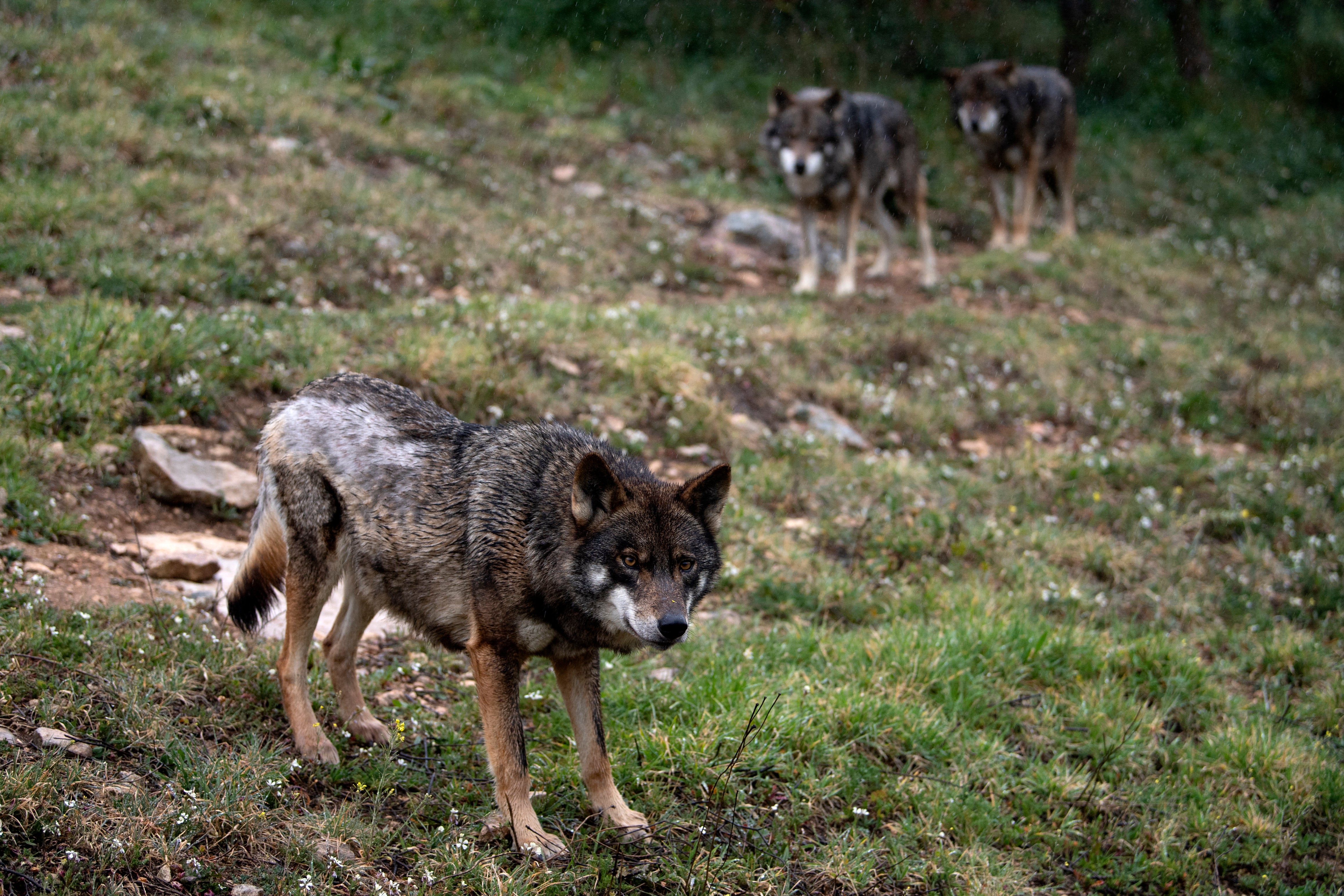 Iberian wolves roam inside an enclosure at the Lobo Park in Antequera near Malaga, southern Spain