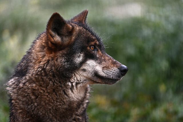 <p>Wolves are returning across Europe</p>