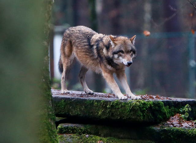 Europe Wolves