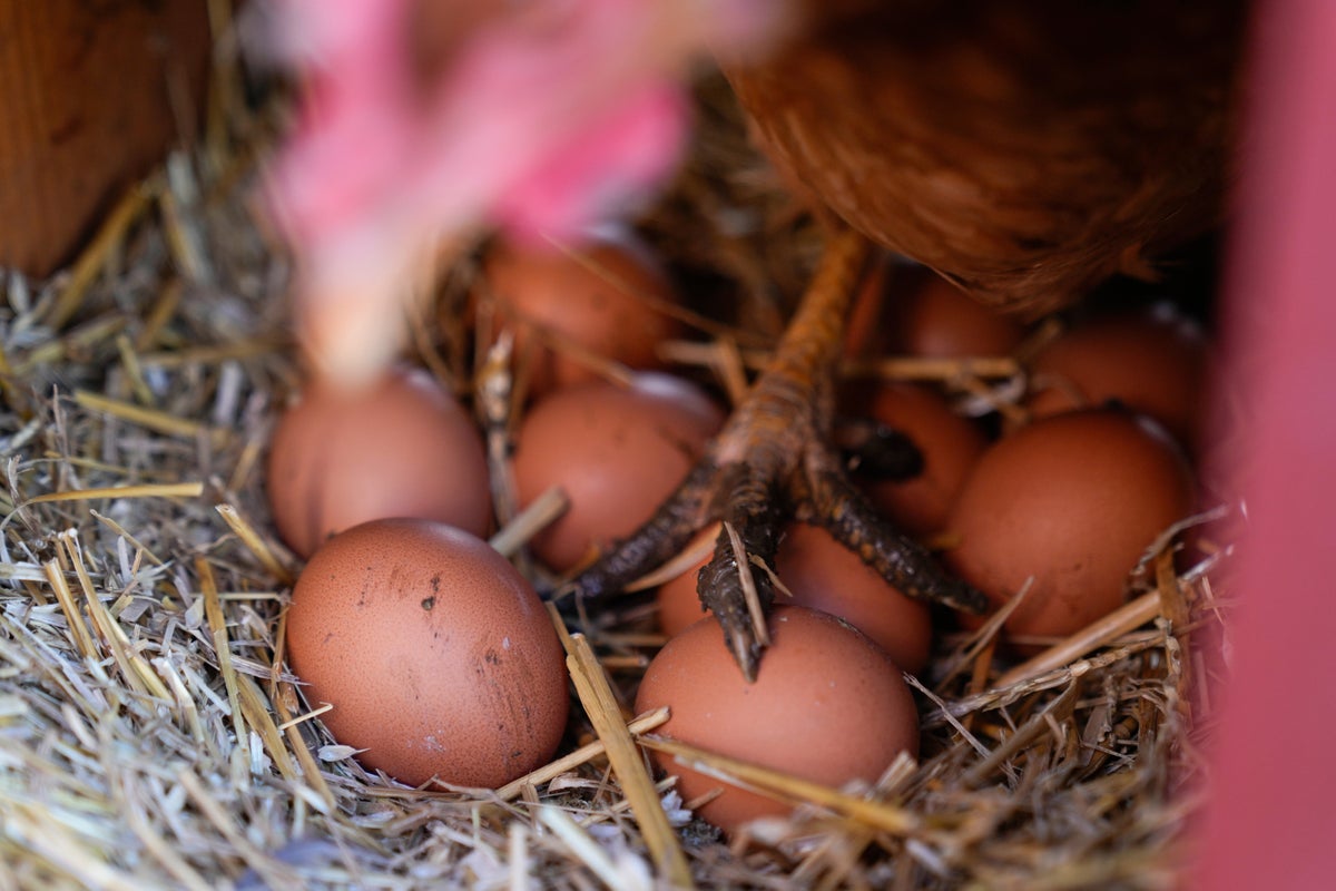 Eggs are less likely to crack when dropped on their side, according to science