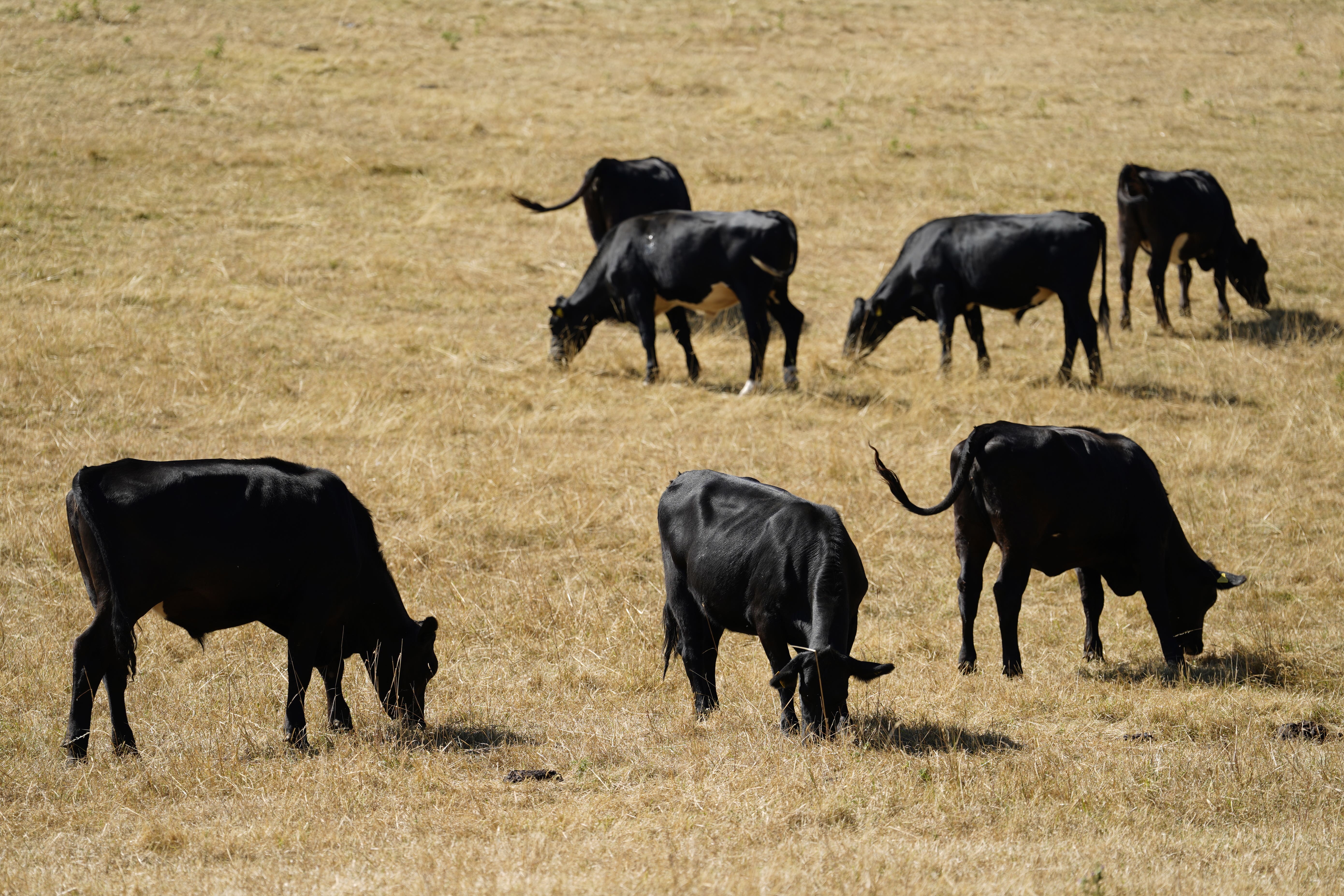 The agreement on beef provides a tariff-free quota for 13,000 tonnes of US exports (Andrew Matthews/PA)