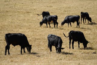 The agreement on beef provides a tariff-free quota for 13,000 tonnes of US exports (Andrew Matthews/PA)