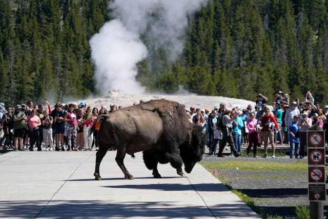 <p>A bison at Yellowstone National Park gored a man</p>
