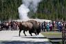 Bison gores Florida man at Yellowstone after he got too close