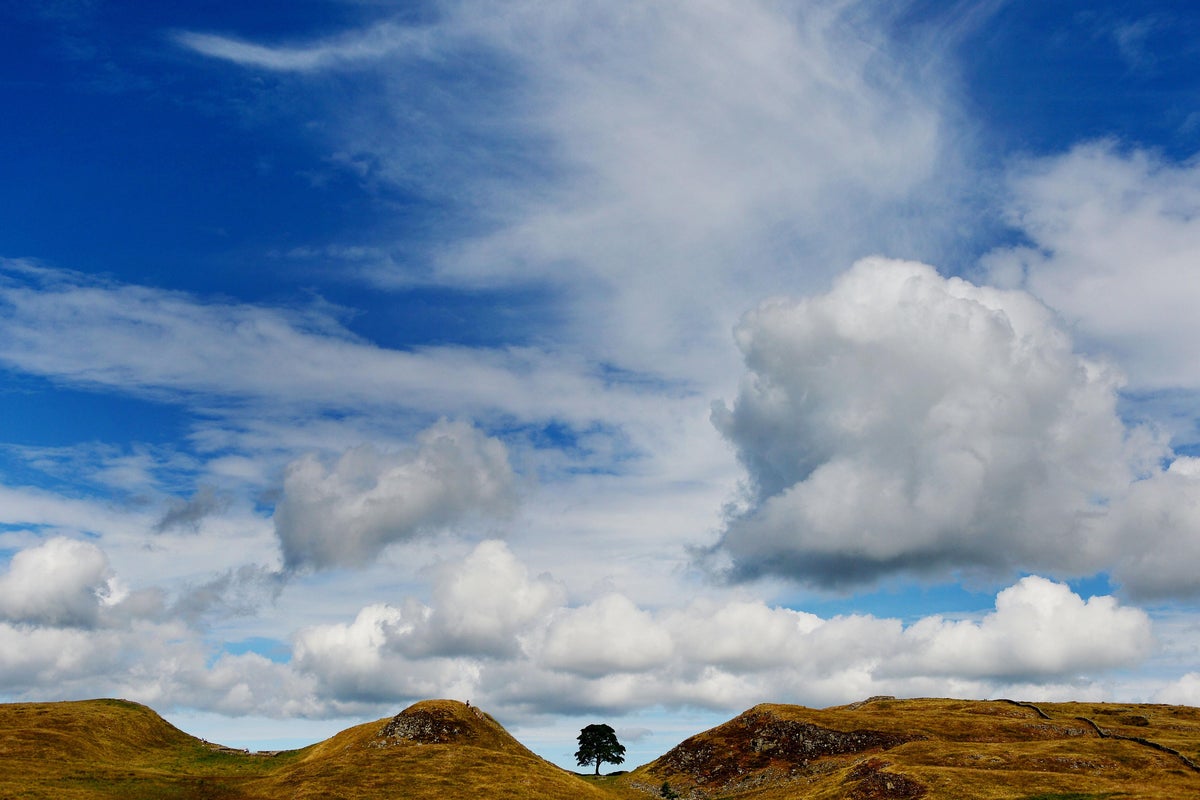 Voices: It’s not ‘just a tree’: The Sycamore Gap vandals got what they deserved